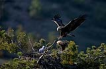 ah kartal / Aquila heliaca / Eastern imperial eagle 